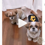 お・や・つ・さ・い・こ・う！