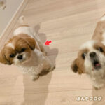 かぼすの不思議：おやつの時間。