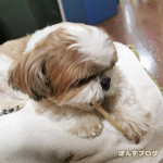 はてしなくカミカミ…！？