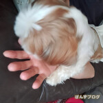 ひたすらぺろぺろしてくる、ぽんず。