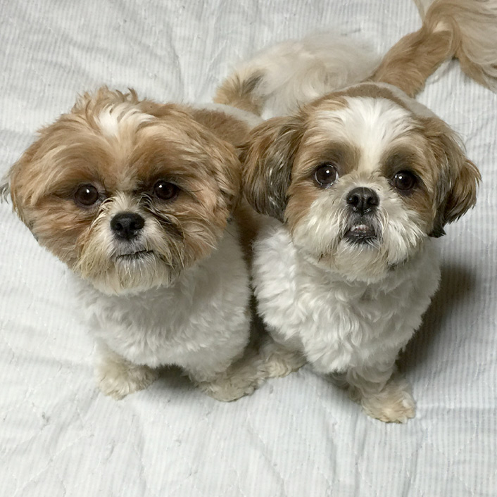 可愛らしいペットキャップ（帽子）が登場です！