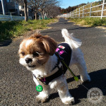 脂肪燃焼するかぼ！