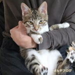 ぼさぼさにならない、はっさく