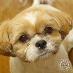 やっぱり、たぬき？？