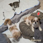 相変わらずマイペースな、ぽんず母さん