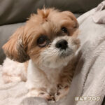 かぼすの毛並み、誰ゆずり？