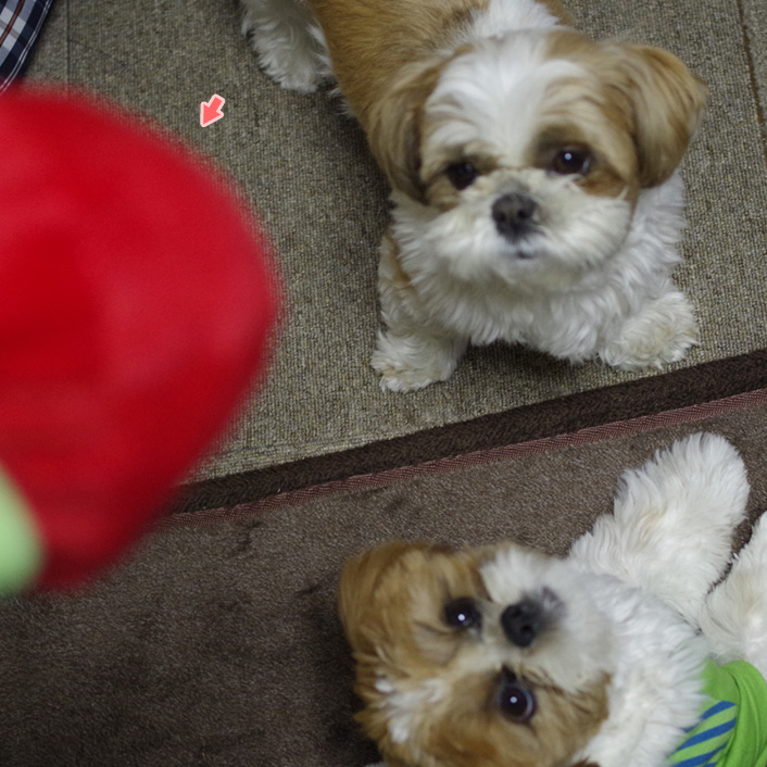 ドタバタ、ぽんかぼ。