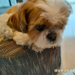 ぽんず、母の顔。