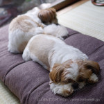 もふ寝ベッドと化す