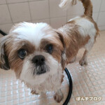 シャンプーしたら、おやつだね。