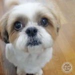 お目々ぱっちり、もふもふ親子。