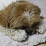 かぼすとぽんずのポーズ