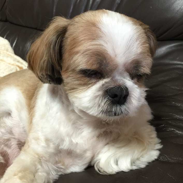 全力でウトウト…