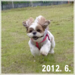 ぽんずの思い出、2012年6月