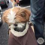 若返るぽんず母さん。