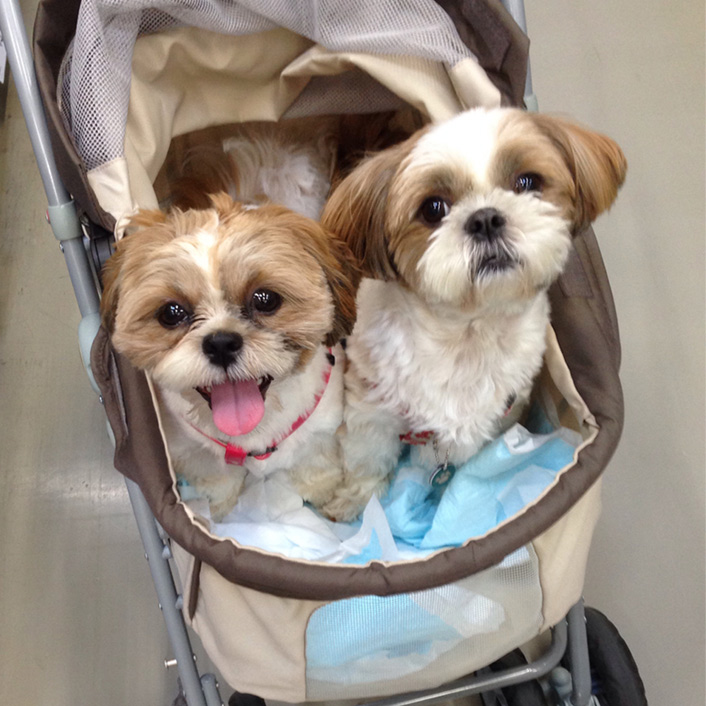 ぽんず母さんの気分転換