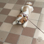 やる気なかった、ぽんず。