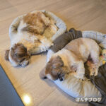 ぽんずカット、猫ちゃんミニタワー