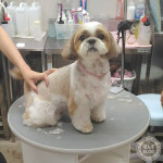 ぽんず母さん、若返ります。