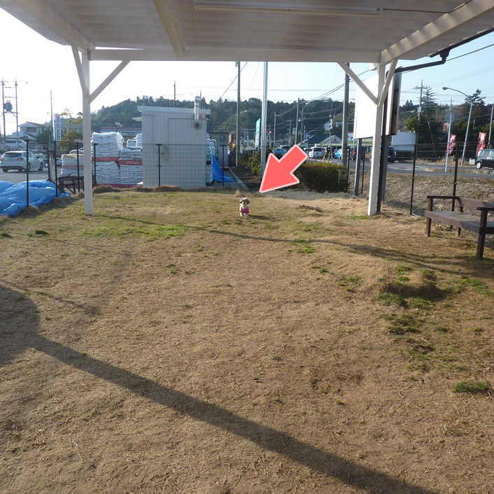 ボール持って来たよ！