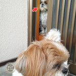 ぽんず、どうしたの～？