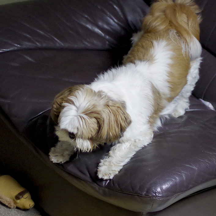 かぼすアタック、復活です。