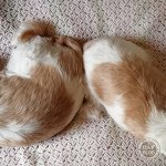 おしり発電！？