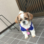 もふもふ脂肪燃焼！