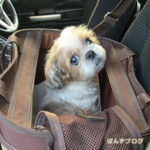 ぽんず、腎臓異常なし！