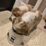 ご飯食べてくれると嬉しい