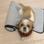 ぽんず、肺水腫で緊急入院しました