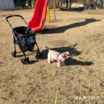 たっぷり日光浴＆かぼす巻