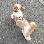 まだまだ若いぽんずよ！