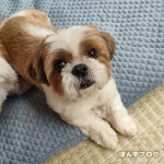 シャンプーで若返る、ぽんず。