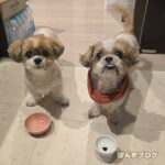 ぽんず、咳は出ますが安定しています