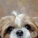 ちょんまげチャレンジ。