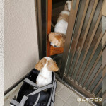 ままおかえりかぼ～！！