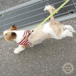 ぽんず母さんの日。