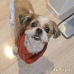 ぽんずの元気はみんなの元気