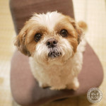 鼻まわりカット・・・したはずが？