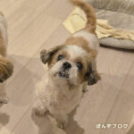 ぽんかぼ、認知症の所見は？