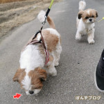 何かが気になる、ぽんず。