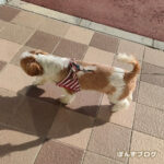 買い物好きな、ぽんず。