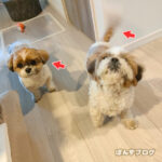 ぽんずの角膜炎、再診察です。