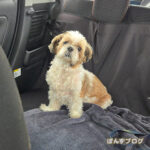 ぽんず、高齢犬なのでカットも時短です