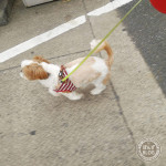 いきなり、ぽんずダッシュ！