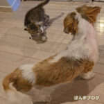 保護猫観察記２０日目：ぽんずとはっさくは意外と・・・