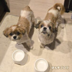 ぽんずの咳はとても安定しています