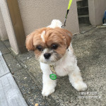 どこでも楽しめる、かぼす。