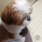 ぽんずだけ、もふり。